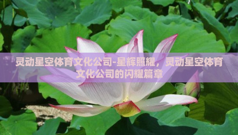 灵动星空体育文化公司-星辉照耀，灵动星空体育文化公司的闪耀篇章